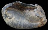 Fossil Whale Ear Bone - Miocene #40315-1